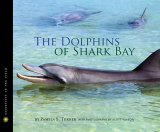 Dolphins of Shark Bay