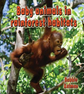 Baby Animals in Rainforest Habitats