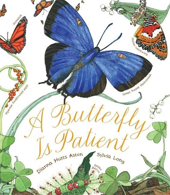 Butterfly Is Patient