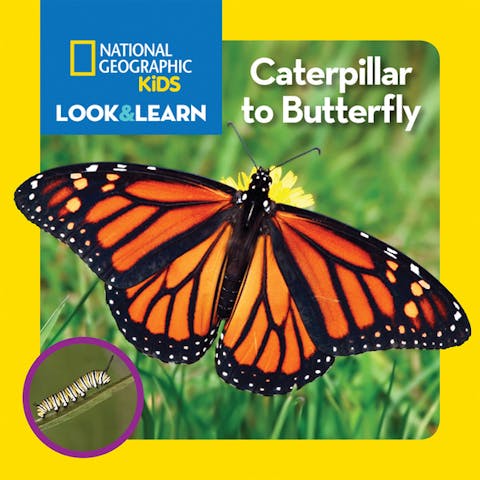 Look and Learn: Caterpillar to Butterfly