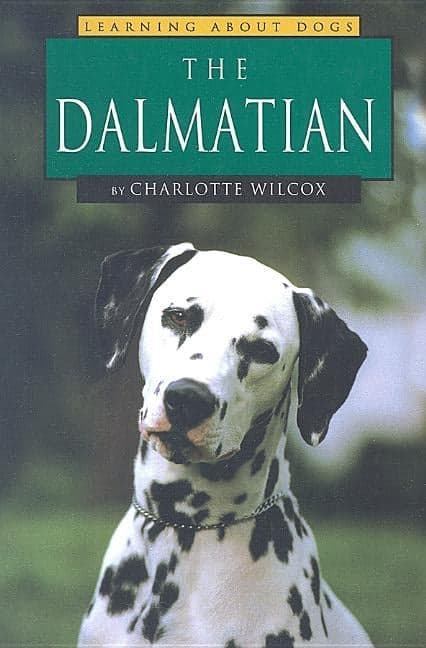 Dalmatian