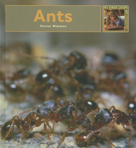 Ants