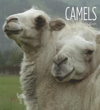 Camels