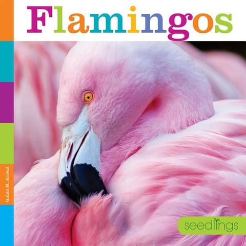 Flamingos