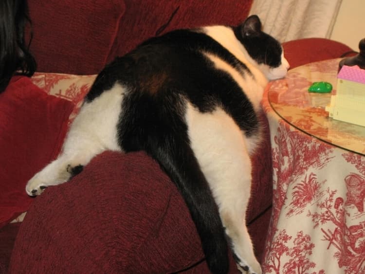 Fuddles stretched out on the couch