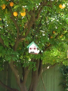 Here’s the orange tree that was the inspiration for my book. The birdhouse looks like my husband, Gerry.