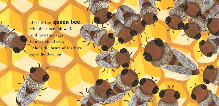 Here is the queen bee, who does her job well, and lays tiny eggs in a six-sided cell. "She's the heart of the hive," says the Beeman. 