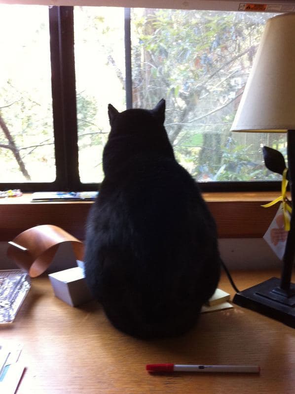 MITZIE, my Mews and Inspiration for ZOOK. She prefers to remain in-cat-nito, because of her celebrity.