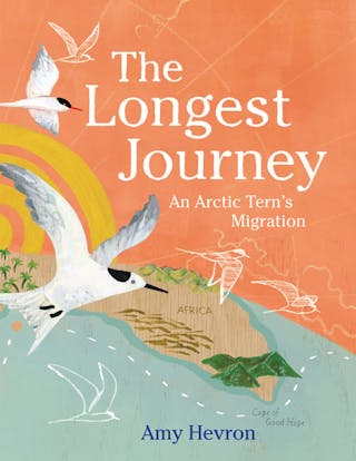 Longest Journey: An Arctic Tern's Migration