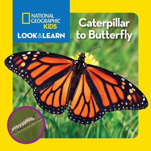 Look and Learn: Caterpillar to Butterfly
