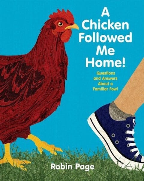 A Chicken Followed Me Home!