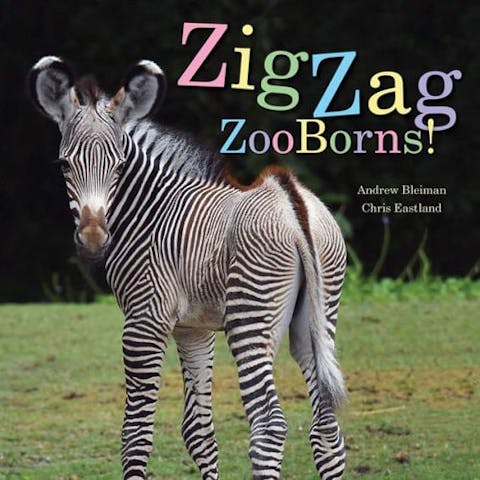 ZigZag ZooBorns!