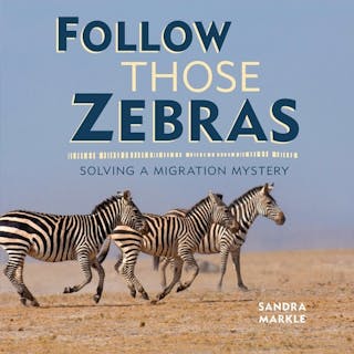 Follow Those Zebras: Solving a Migration Mystery