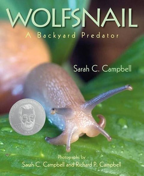 Wolfsnail: A Backyard Predator