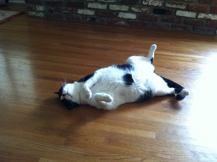 Fuddles lounging on his back