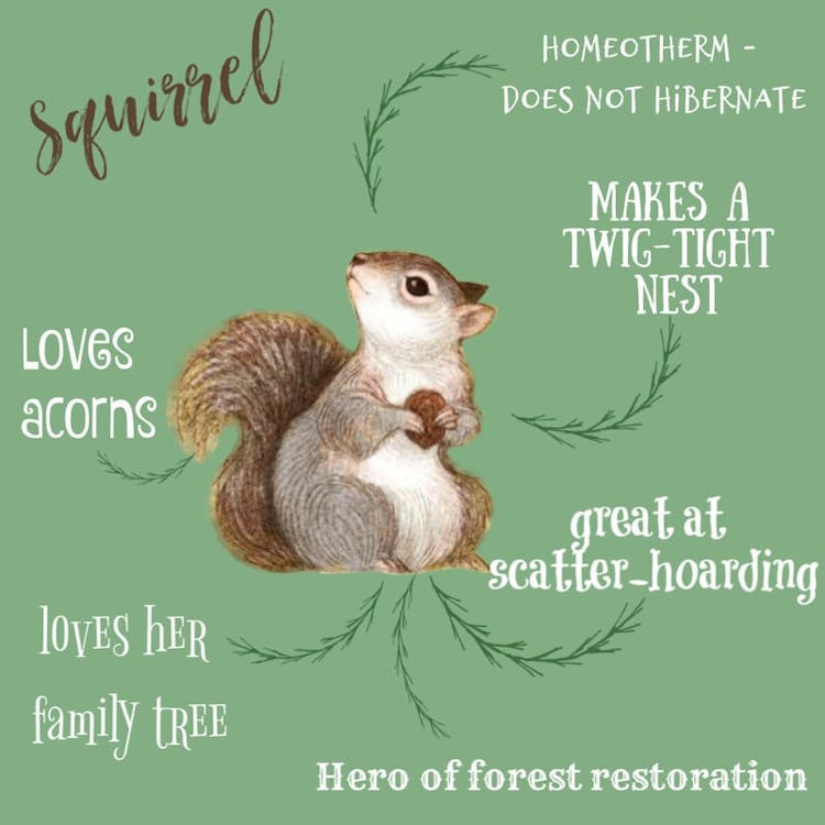 A peek at Squirrel